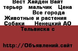 Вест Хайден Вайт терьер - мальчик › Цена ­ 35 000 - Все города Животные и растения » Собаки   . Ненецкий АО,Тельвиска с.